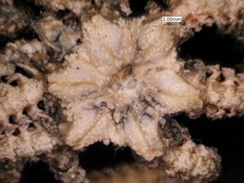 Media type: image; Invertebrate Zoology OPH-2492
